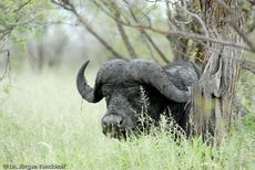 Afrikanischer Büffel (81 von 102).jpg